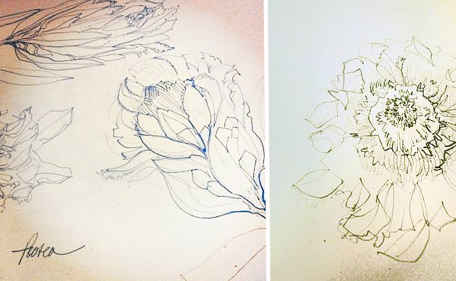 Protea Sketches